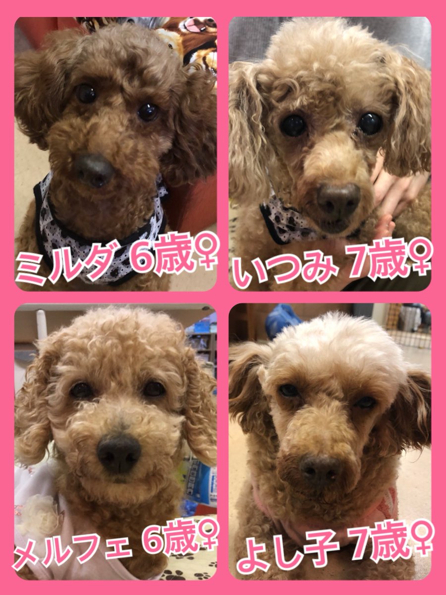 🐾今日の里親様募集中ワンコ🐶メンバーです🐾2019,10,15
